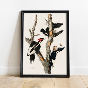 Woodpecker Print, Antique Bird Painting, Vintage Drawing Poster Wall Art Decor, Ivory-billed, bird watercolor, ornithology art | COO343