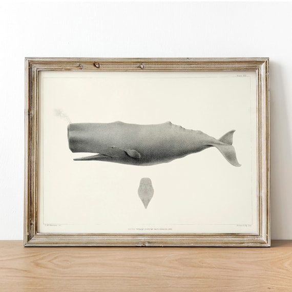 Whale Print, Vintage Fishing Poster Wall Art Decor, Sperm Whale Gift for  Dad, Man, Fisherman Fishing Decoration Fishing Decorations CO607 