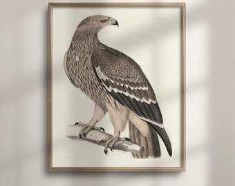 Antique Golden Eagle Illustration: Vintage Bird Wall Art
