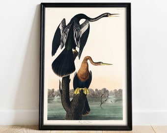 Audubon Darter Print: Vintage Bird Drawing Poster