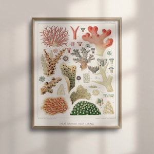Arte de pared de coral de mar vintage, decoración náutica, impresión de vida oceánica, arte de playa de Australia, cartel de la gran barrera de coral, decoración del hogar costero, C16-1217