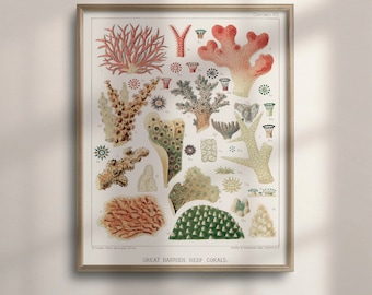 Vintage Sea Coral Print, Barrier Reef Coastal Art, C16-1217