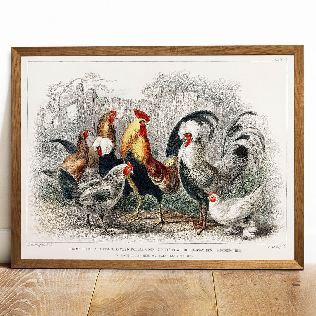 ポール・コックス　Paul Cox　Animaux ポール・コックス Paul Cox「Petit théâtre alphabétique」