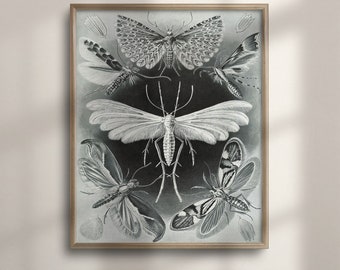 Vintage Moth Art Print: Ernst Haeckel Inspired Entomology Wall Decor