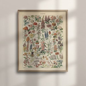 Adolphe Millot Vintage Flower Poster, 1909 Botanische Kunst, Romantisch Floral Wall Decor, Uniek Housewarming Gift, Wetenschap, C16-1193
