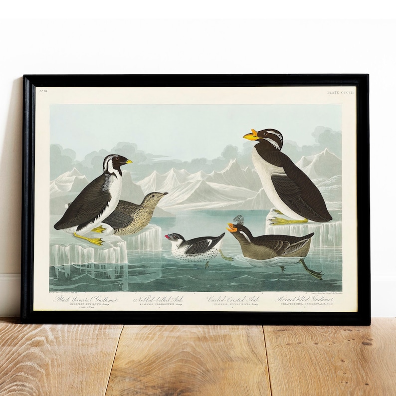 Audubon Auk Print: Vintage Bird Drawing, Hall Decor Art - Etsy