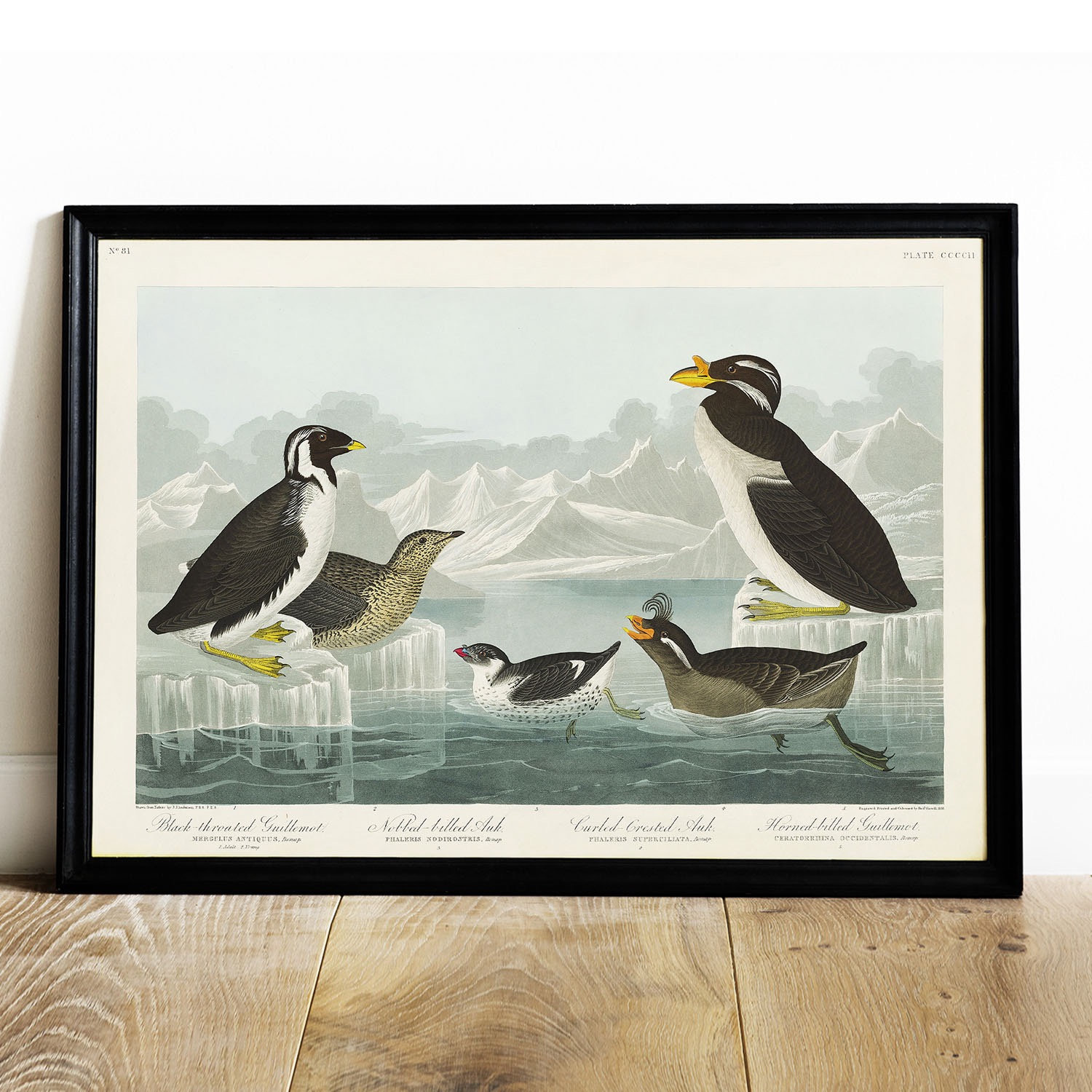 Great Auk Antique - Etsy