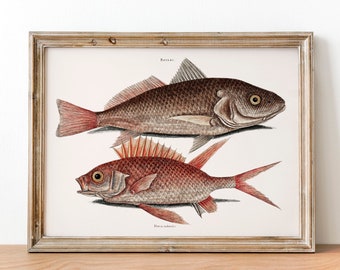 Vintage Fish Illustration Print: Croaker & Squirrelfish Marine Art