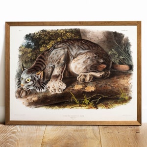 Lynx Print, Antique Animal Painting, Vintage Drawing Poster Wall Art Decor, Canada Lynx,  vintage art, zoology gifts gift | COO69