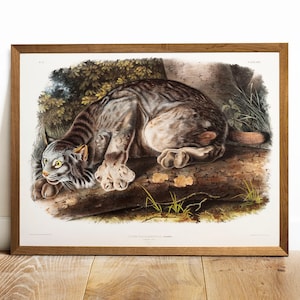 Lynx Print, Antique Animal Painting, Vintage Drawing Poster Wall Art Decor, Canada Lynx,  vintage art, zoology gifts gift | COO69