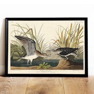 Sandpiper Print, Antique Bird Painting, Vintage Drawing Poster Wall Art Decor, Solitary Sandpiper, bird photography, flock of birds | COO518