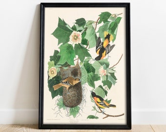 Baltimore Oriole Print, Antique Bird Painting, Vintage Drawing Poster Wall Art Decor, , vintage bird picture, vintage bird poster | COO393