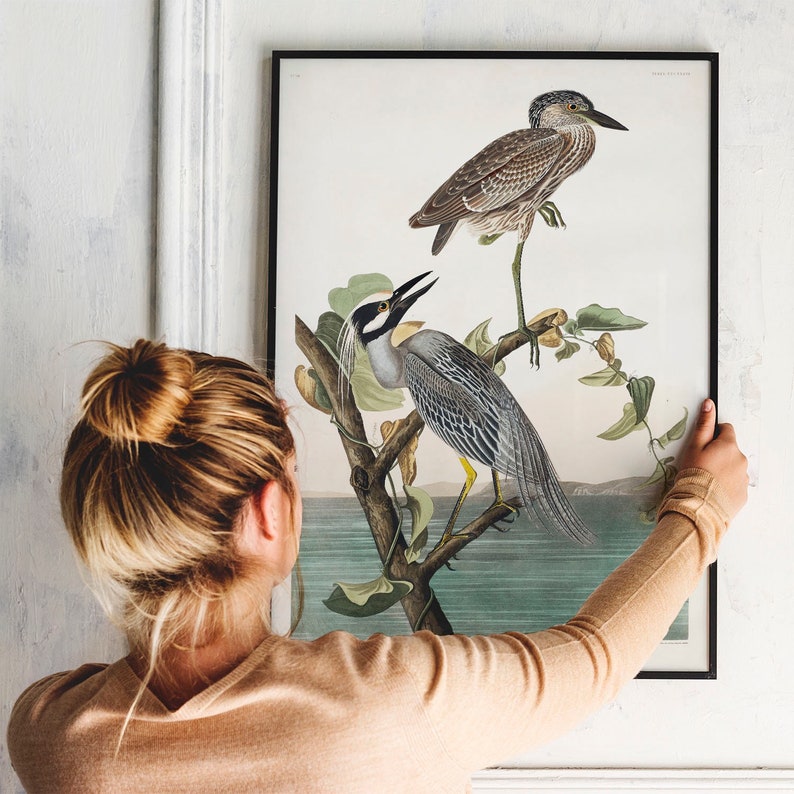 Antique Bird Painting Yellow-Crowned Heron bird vintage prints COO337 bird wall decal Heron Print Vintage Drawing Poster Wall Art