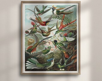 Ernst Haeckel Inspired Hummingbird Print: Vintage Tropical Bird Wall Art