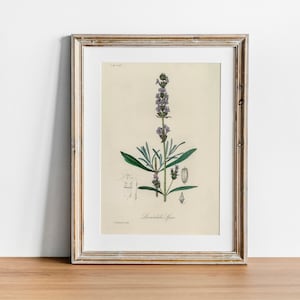 Lavender Print, Vintage Botanical Poster Wall Art Decor,  kitchen art,  vintage flower print, flower prints | CO615