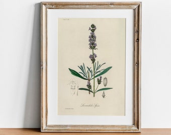 Vintage Lavender Botanical Print: Kitchen Wall Art Decor