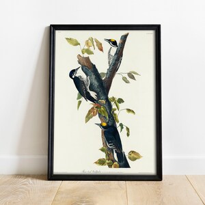 Woodpecker Print, Antique Bird Painting, Vintage Drawing Poster Wall Art, Threeroed Woodpecker, ornithology print, bird print | COO294