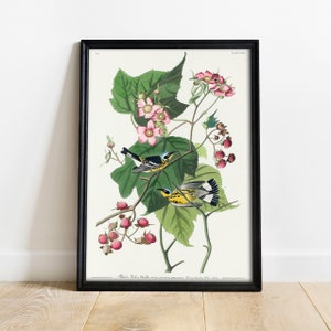 Black Warblers Print, Antique Bird Painting, Vintage Drawing Poster Wall Art, Yellow Warblers, bird wall art set, bird wall decor | COO341