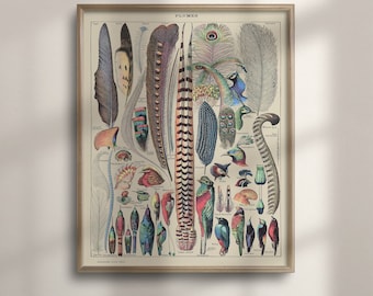 May include: A vintage illustration of various bird feathers and birds, with the word "PLUMES" at the top. The illustration is in a detailed, colorful style, with a variety of colors and patterns.