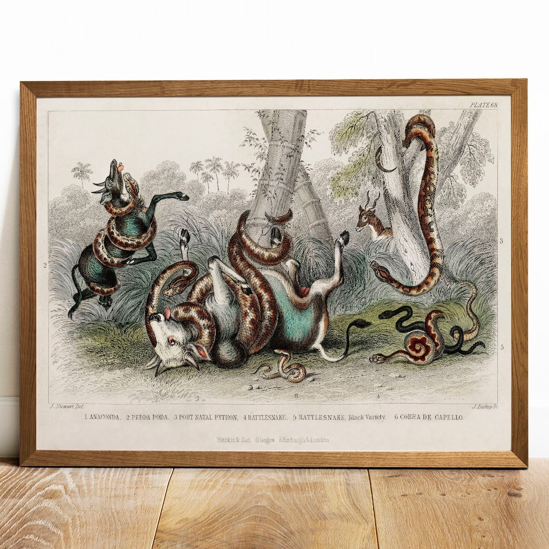 Snake Attack Print, Antique Animal Painting, Vintage Drawing Poster ...