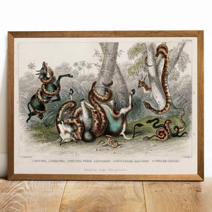 May include: An antique illustration depicting various snakes and animals. A large snake is wrapped around a deer, while another snake is wrapped around a cow. The illustration is in a vintage style with detailed line work and vibrant colors.