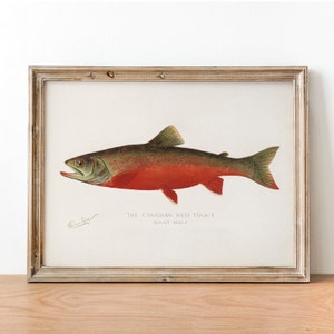 Vintage Canadian Red Trout Print: Illustrated Fishing Poster Art