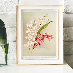 Może przedstawiać: Ilustracja botaniczna w ramie przedstawiająca różowe i białe orchidee z zielonymi liśćmi. Druk nosi tytuł "Hybrid Calanthe (Victoria Regina) of Kella in Burmah"