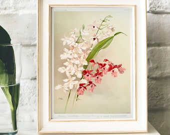 Orchid Vintage Botanical Print: Kitchen Wall Art Decor
