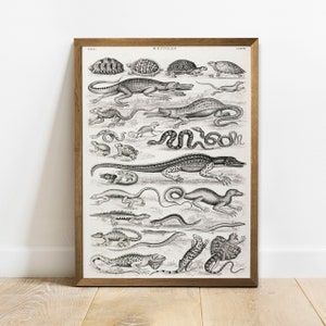 Antique Reptile Print: Vintage Animal Drawing, Reptile Types