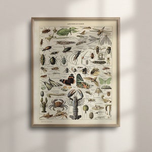 Vintage Insect Illustration: Adolphe Millot Larousse Poster