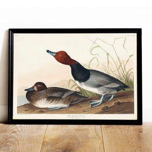 Red Duck Print, Antique Bird Painting, Vintage Drawing Poster Wall Art, Redheaded Duck, bird poster print, botanical bird print | COO503