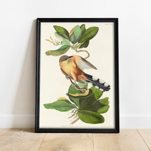 Mangrove Cuckoo Print, Antique Bird Painting, Vintage Drawing Poster Wall Art Decor, , painting bird art, bird home decor | COO375