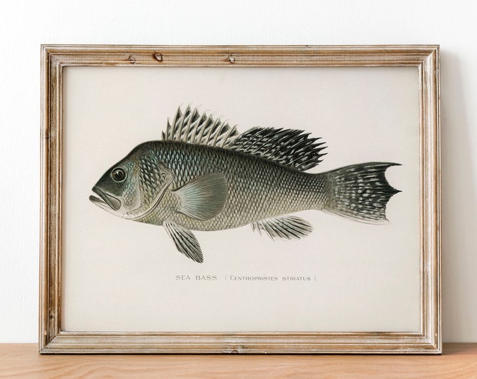 Sea Bass Fish Print, Vintage Fishing Poster Wall Art Decor,  Gift For Dad, Man, Fisherman Fishing gift for dad Illustration  | COO1