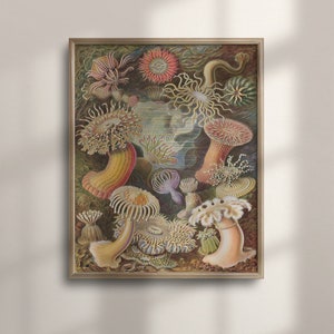 Ernst Haeckel Nautical Sea Life Art, Ocean Inspired Wall Decor, Colorful Marine Poster, Housewarming Gift, Coastal Style, C16-961