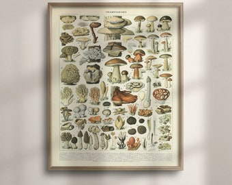 Vintage Mushroom Botanical Print: 1909 Adolphe Millot, Larousse Wall Art