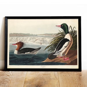 Goosander Print, Antique Bird Painting, Vintage Drawing Poster Wall Art Decor, , large bird poster, vintage bird | COO506