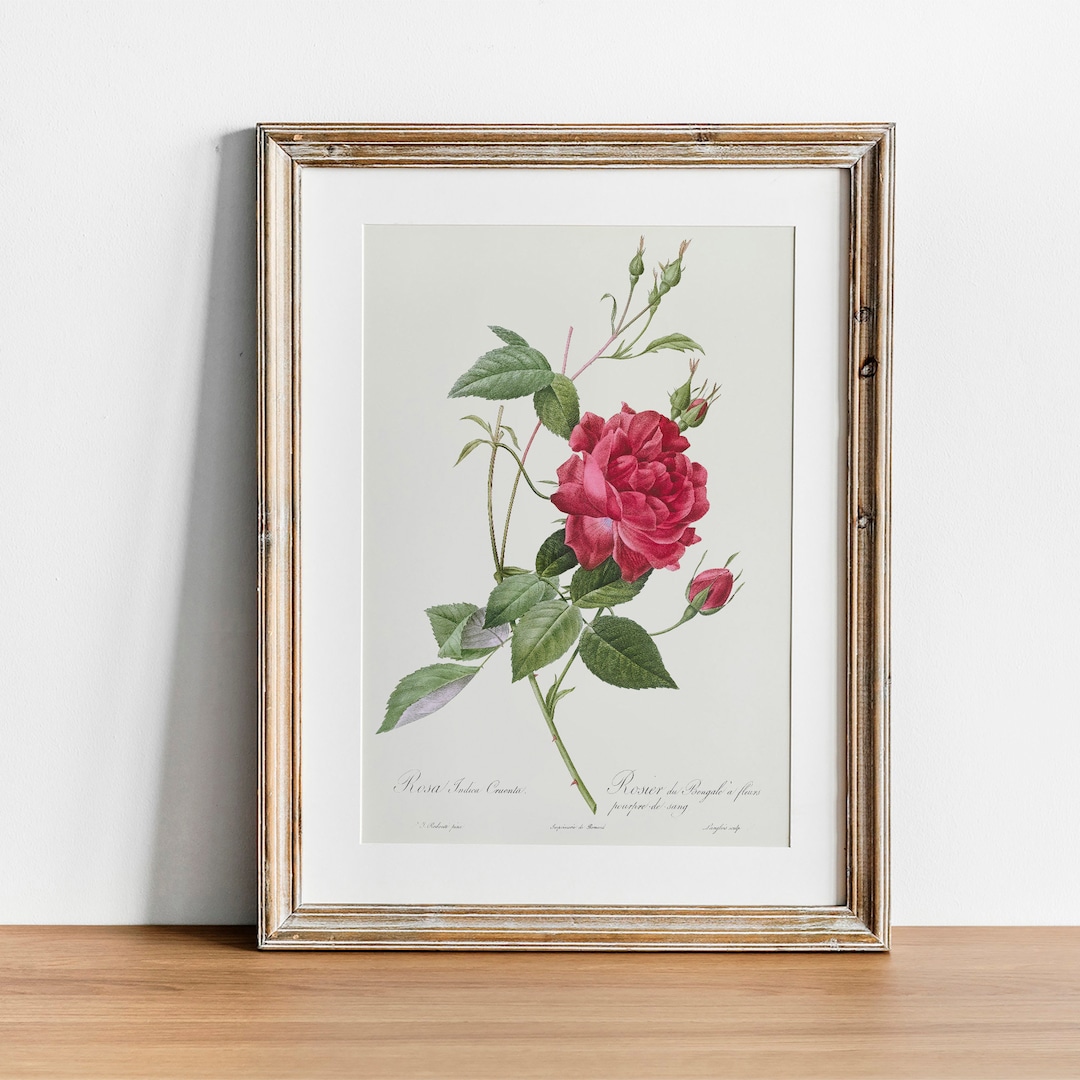 Antique Rose Print: Botanical Wall Art, Vintage Floral Illustration - Etsy