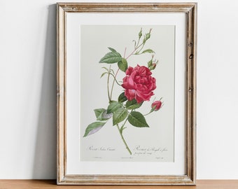 Antique Rose Print: Botanical Wall Art, Vintage Floral Illustration