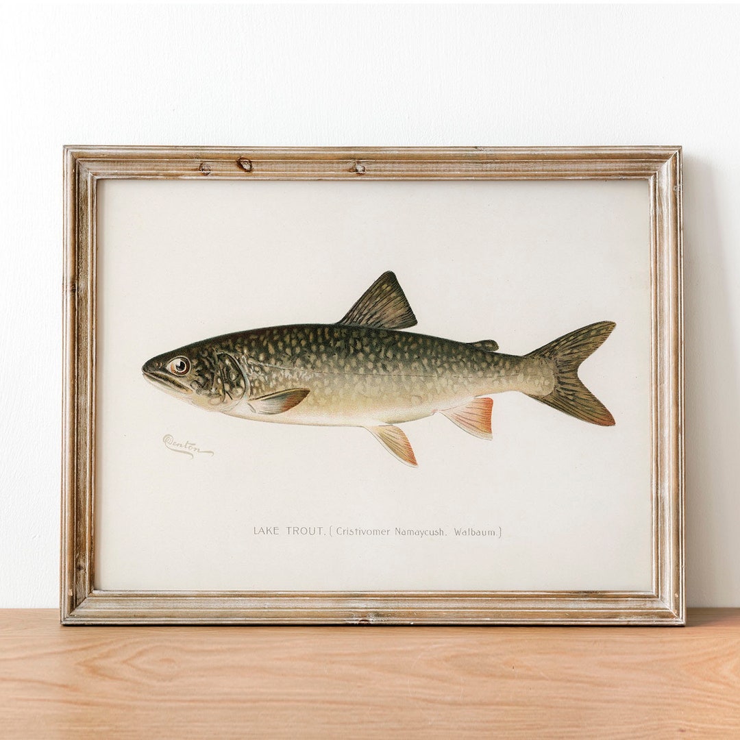 Lake Trout Fish Print, Vintage Fishing Poster Wall Art Decor, Grey