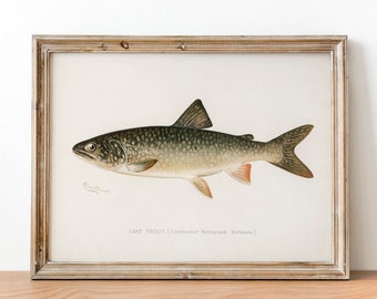 Lake Trout Fish Print, Vintage Fishing Poster Wall Art Decor, Grey Trout Gift For Dad, Man, Fisherman charr lake char | COO18