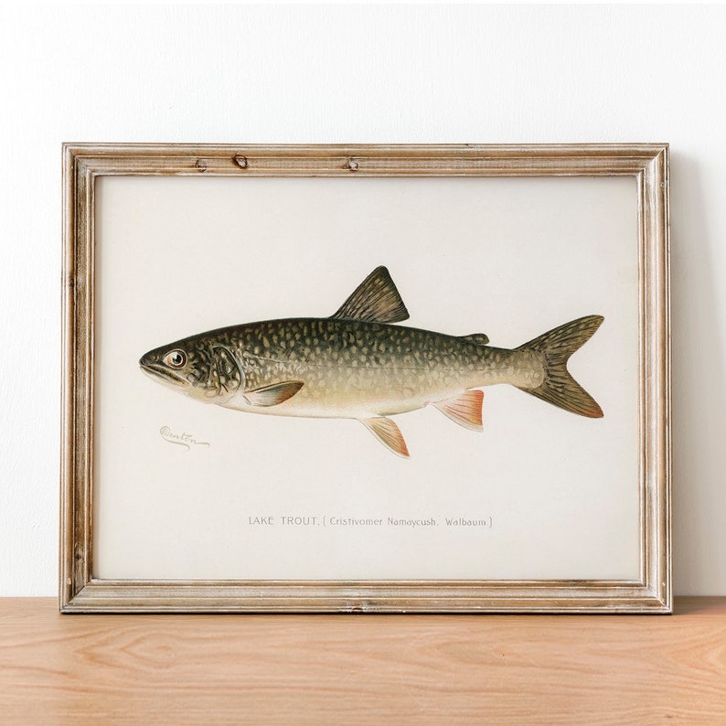 Lake Trout Fish Print, Vintage Fishing Poster Wall Art Decor, Grey Trout Gift For Dad, Man, Fisherman charr lake char COO18 image 1
