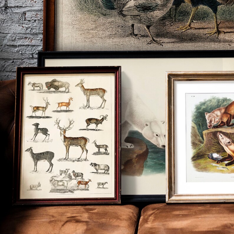 Vintage Animals Print Antique Animal Painting Vintage Etsy