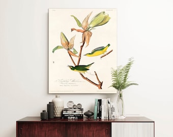 Kentucky Warbler Canvas Print: Vintage Audubon Bird Art