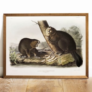 Beaver Print, Antique Animal Painting, Vintage Drawing Poster Art Decor, American Beaver,  animal illustration, zoology art print | COO116
