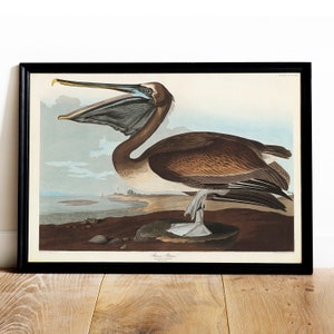 Pelican Print, Antique Bird Painting, Vintage Drawing Poster Wall Art Decor, Brown Pelican, birds art print, birds paintings | COO497