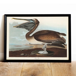 Audubon Pelican Print: Vintage Bird Painting, Coastal Wall Art
