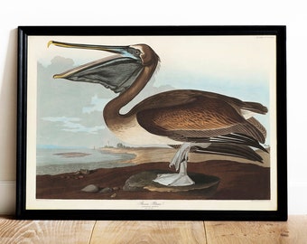 Audubon Pelican Print: Vintage Bird Painting, Coastal Wall Art