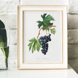 Grape Antique Print Illustration, Vintage Kitchen Poster, Brachetto Grape drawing Gift for Mom kitchen , fruit prints kithcen print | B27