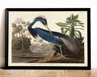 Louisiana Heron Print: Vintage Audubon Bird Drawing