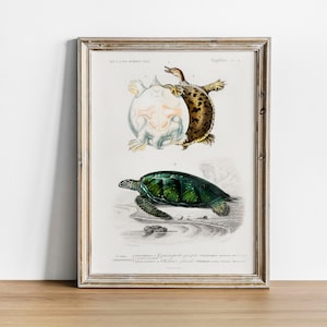 May include: Vintage illustration of two turtles. The top turtle is brown and white with a long neck. The bottom turtle is green and has a more rounded shell. The illustration is framed in a light wood frame.